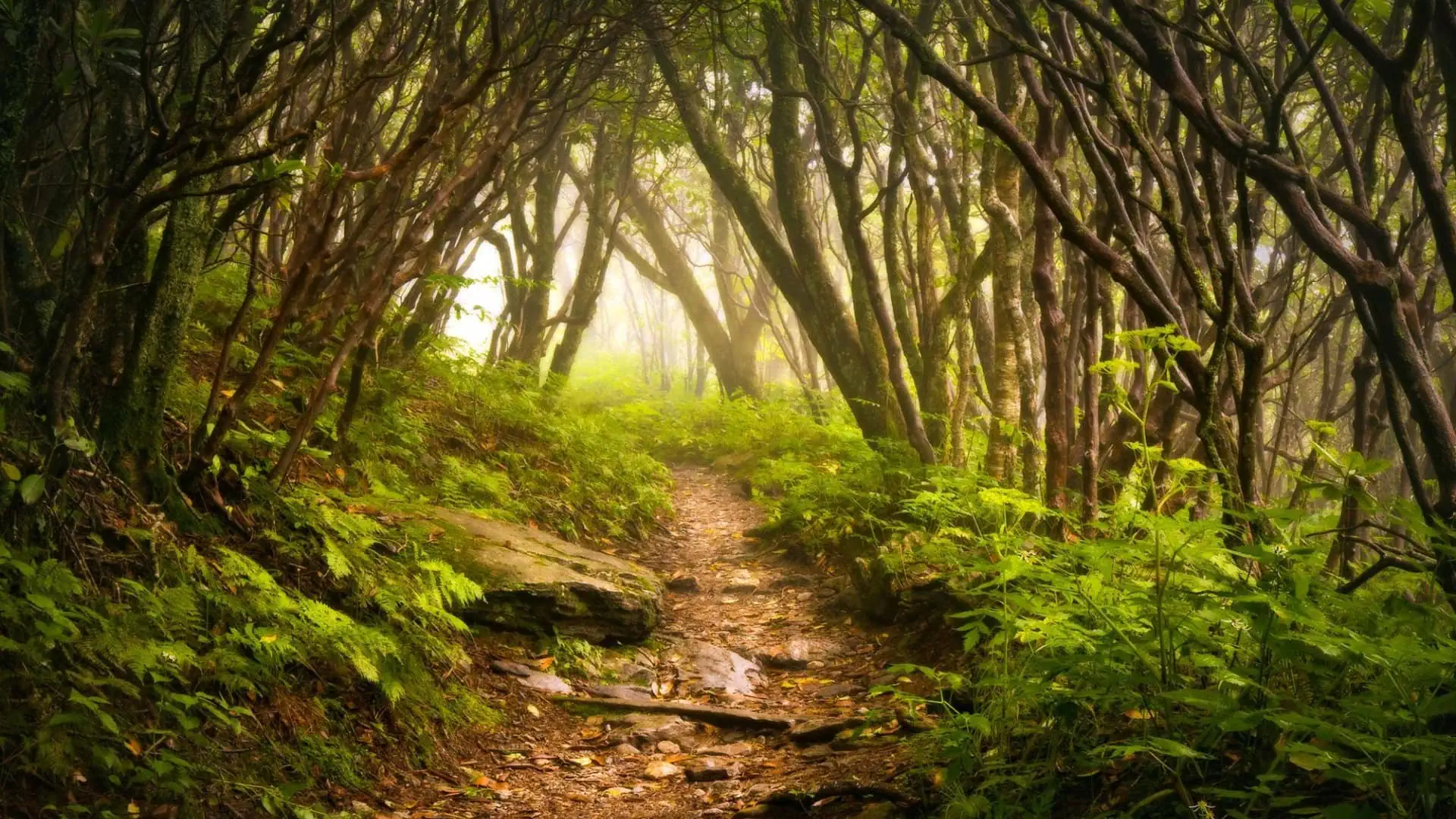 A path through the woods with fog and green plants.